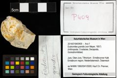 Foto (Objekt + Etiketten) von Eodromites grandis (von Meyer, 1857) 